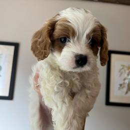 Chestnut - Blenheim male Cavapoo puppy in Bloomfield, New York from Campbell Cavapoos