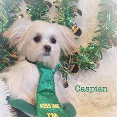 Caspian - White male Mi-Ki puppy in Toronto, Ohio from Shekinah’s Mi-Kis & Cricket Hill’s Westies