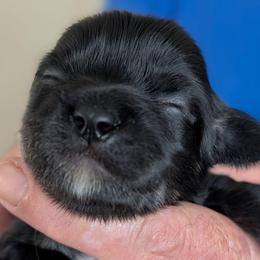Chuck - Black male Lhasa Apso puppy in Fort Worth, Texas from Cynthia's Lhasa Apsos