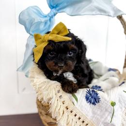 Honey - yellow collar girl - Tri-color female Cavapoo puppy in Melbourne, Florida from Space Coast Doodle Co.