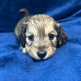 Shaggy - Cream male Dachshund puppy in Memphis, Tennessee from River City Doxies