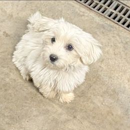Lavender - White female Coton de Tulear puppy in Mead, Oklahoma from Bar W Cotons
