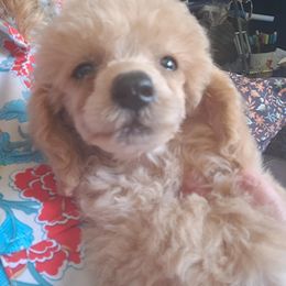 Andy - Apricot male Poodle puppy in Athens, Texas from It's  A Dog Thing