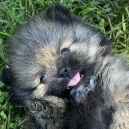 Coco - Pomeranian