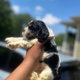 Boy 2 - Blue roan and tan male Cocker Spaniel puppy in Sparta, Georgia from Mekas Cocker Spaniels