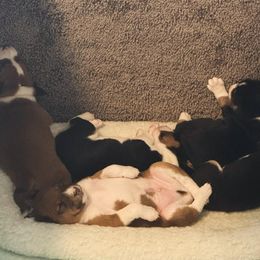 Basenji Puppies from Malachite Basenjis