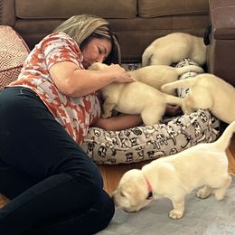 Labrador Retriever Puppies from Four Belles Labradors