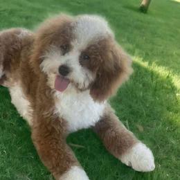 Luxy - Goldendoodle