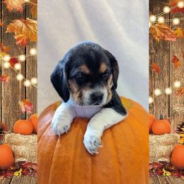 Beagle Puppies from Jennifer Knapp's Beagles