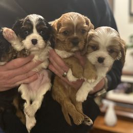 Bingham - Ruby Cavalier King Charles Spaniel puppy in Memphis, Tennessee from Pemberley Park