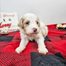 Oregano - Red male Bernedoodle puppy in Granton, Wisconsin from Rose River Farms