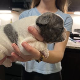 French Bulldog Puppies from Nicole's French Bulldogs