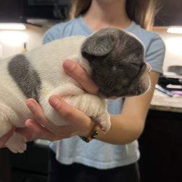 French Bulldog Puppies from Nicole's French Bulldogs