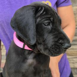 Kisses - Black female Great Dane puppy in Moreland Hills, Ohio from Timeless Danes