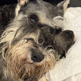 Ellie - Miniature Schnauzer