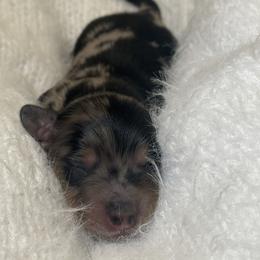 Chip - Dapple male Dachshund puppy in Colorado Springs, Colorado from Clear Creek Dachshunds