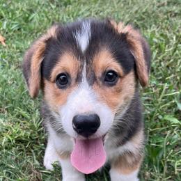 Mr Blue - Black and tan male Pembroke Welsh Corgi puppy in Adairsville, Georgia from R&R Corgis