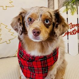 Miniature American Shepherds, Miniature Australian Shepherds, and Toy Australian Shepherds from Corner Oak Aussies