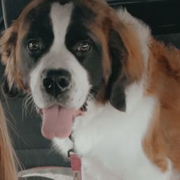 Leigha - Saint Bernard