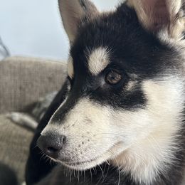 Kai - Black and white Pomsky puppy in Florida from Alyssa's Pomskies