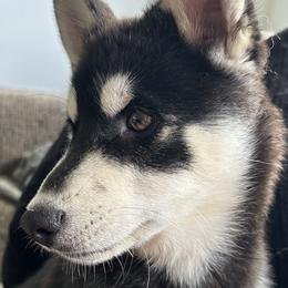Kai - Black and white Pomsky puppy in Florida from Alyssa's Pomskies