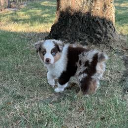 Pecan - Red merle male Australian Shepherd puppy in Mount Vernon, Texas from RJ's Aussie Posse