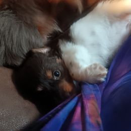 Dachshund Puppies from Lauren's Dachshunds