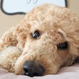 Goldendoodles and Poodles from Lydi Pups