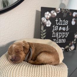 Buddy - Red  male Goldendoodle puppy in Roseville, California from Roseville GoldenDoodles