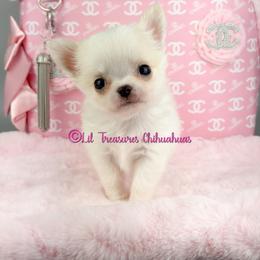 Ripple - Cream male Chihuahua puppy in Anderson, South Carolina from Lil Treasures Chihuahuas