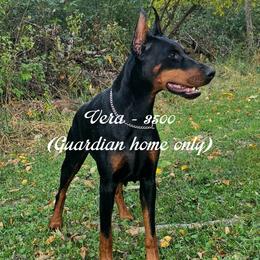 Vera - 3500 - Black and rust female Doberman Pinscher puppy in Aurora, Indiana from Double-Take Doberman Kennels