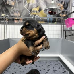 Girl 4 - Black and mahogany female Rottweiler puppy in Antioch, California from Black Diamond Excellence rottweiler kennel