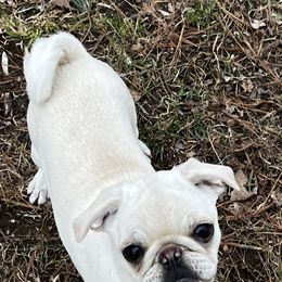 "Mazi" Pug All Grown Up from Oakcreek Farm