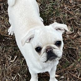 "Mazi" Pug All Grown Up from Oakcreek Farm