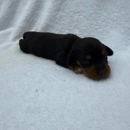 Boy 2 - Black and tan male Dachshund puppy in Stilwell, Oklahoma from Johnson Dachshund’s