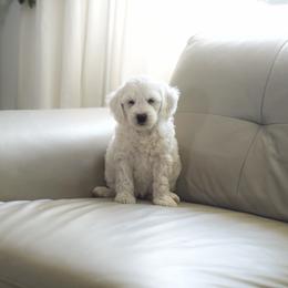 Sugar - Parti female Goldendoodle puppy in Vancouver, Washington from Blissful Doodles