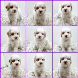 Bernedoodle, Goldendoodle, and Golden Mountain Doodle Puppies from Magic Valley Family Doodles