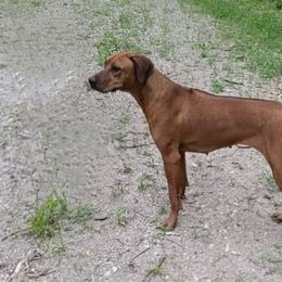 Shea - Rhodesian Ridgeback