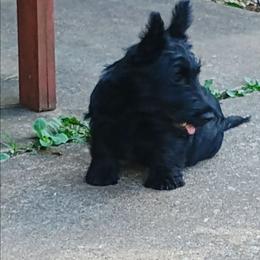 Blk Female  (AKC) - Black female Scottish Terrier puppy in Smiths Grove, Kentucky from Moore's We Little Farm AKC Scotties