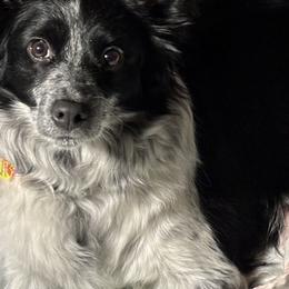 Tilly - Miniature Australian Shepherd