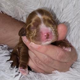 Babe - Red female Cocker Spaniel puppy in Florence, South Carolina from Reddick's American Cocker Spaniels