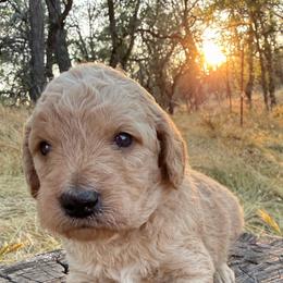 Cedar - Apricot male Goldendoodle puppy in Redding, California from O’Hara  Doodles