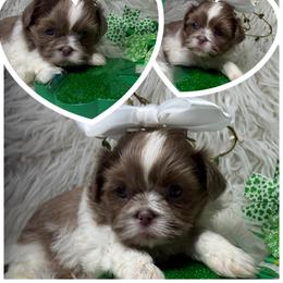 Grace - Lilac female Shih Tzu puppy in Coolidge, Arizona from Shih Tzu’s  ‘N’ Love