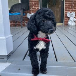 Bo - Cockapoo