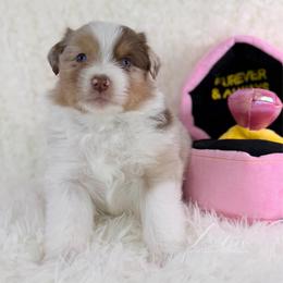 Chapel - Red merle male Australian Shepherd puppy in Jonesborough, Tennessee from Lotus Australian Shepherds