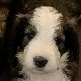 Sandy - Tri-color Bernedoodle puppy in Beaumont, Texas from Bluemoon Bernedoodles