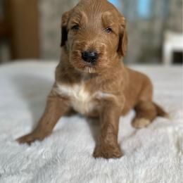 Oakley - Cream male Goldendoodle puppy in Osage City, Kansas from Golden Ridge Goldens