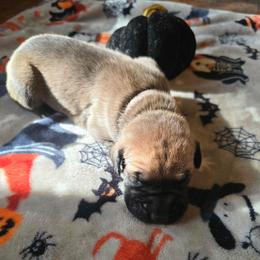 Sally - Fawn female Great Dane puppy in New York from Port Bay Danes