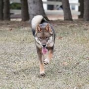 Boy 1 - Sesame Shikoku puppy in Pennsylvania from Aoiyama Sou Shikoku Kennel
