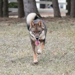 Boy 1 - Sesame Shikoku puppy in Pennsylvania from Aoiyama Sou Shikoku Kennel